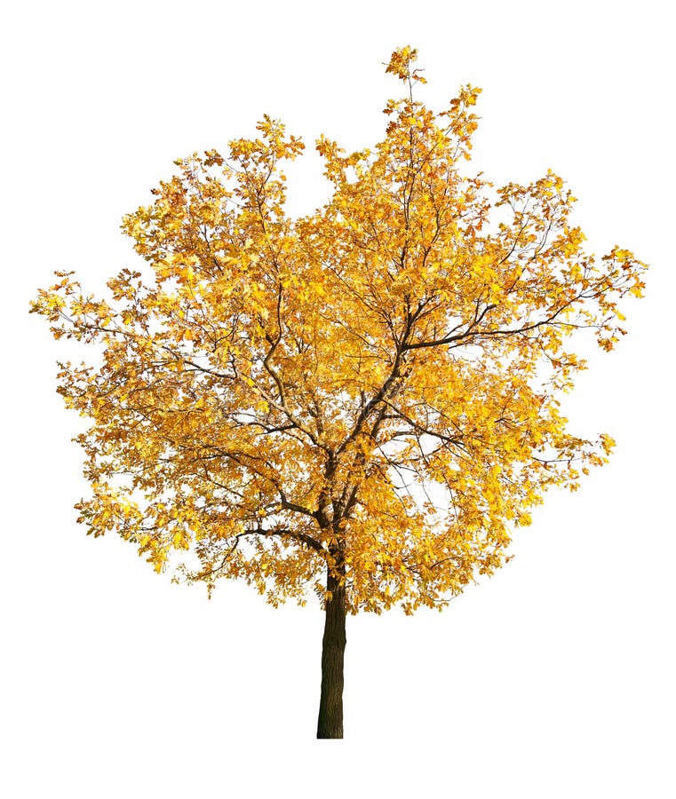 Gold fall oak isolated on white