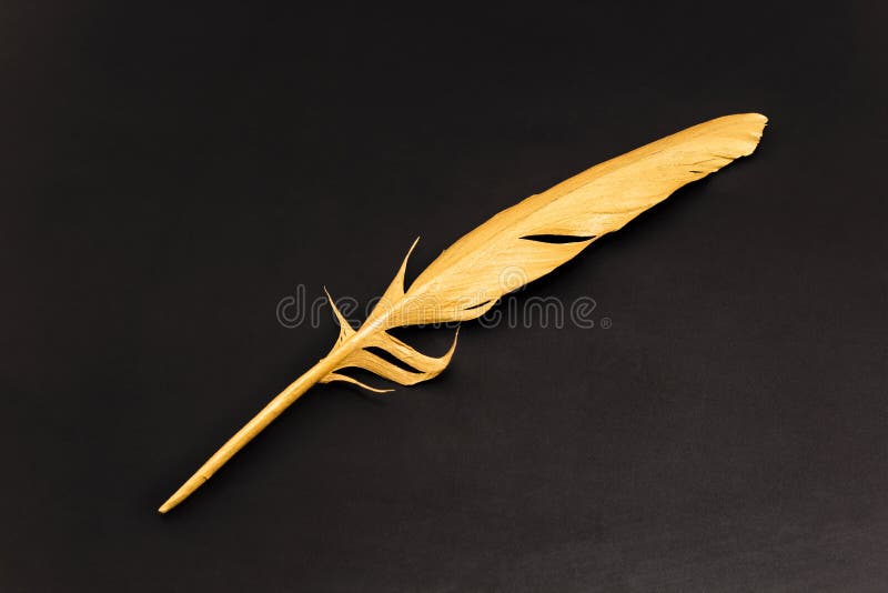 Gold Feather On A Black Background Stock Photo Image of wing