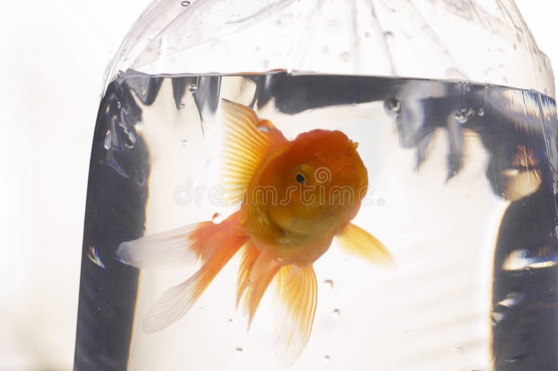 Gold fish royalty free stock image Gold fish royalty free stock image