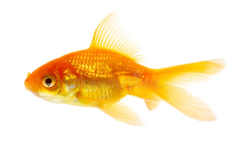 Zlaté ryby izolované na bielom pozadí.
