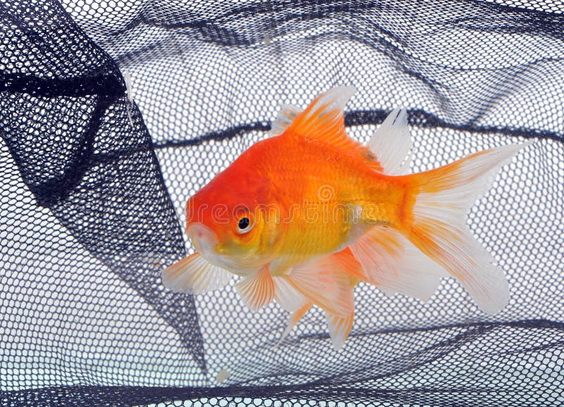 Aquarium Fish Net, Shrimp Net Aquarium, Goldfish Net With