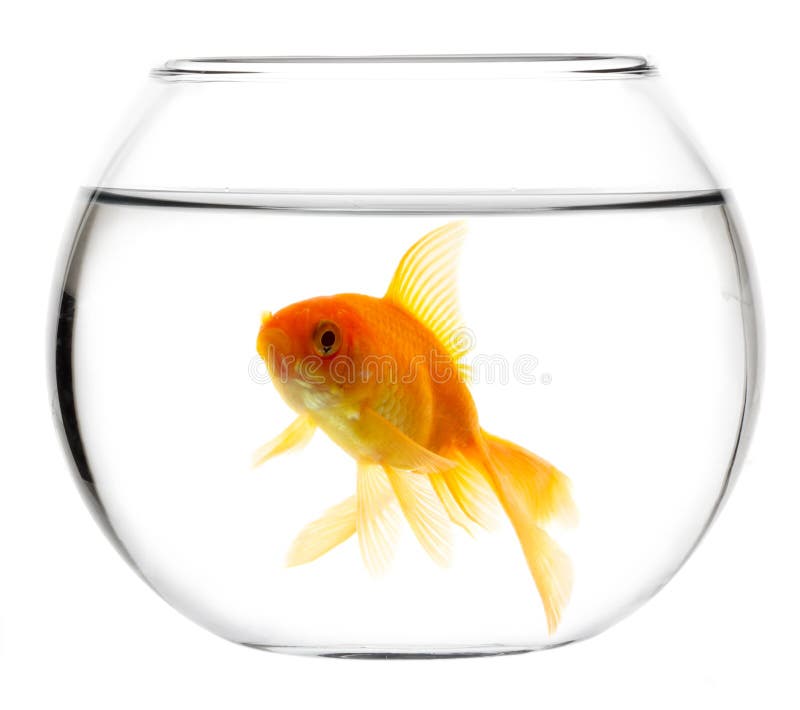 Gold Fish in Aquarium Tank. View from Corner of the Tank.the Fish Looks  Strangely Embedded in the Glass Tank. Stock Image - Image of golden, black:  203538667