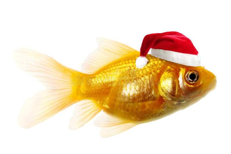 Gold fish as Santa Claus. A gold fish wearing a Santa Claus hat, isolated on white background Gold fish as Santa Claus. A gold fish wearing a Santa Claus hat, isolated on white background