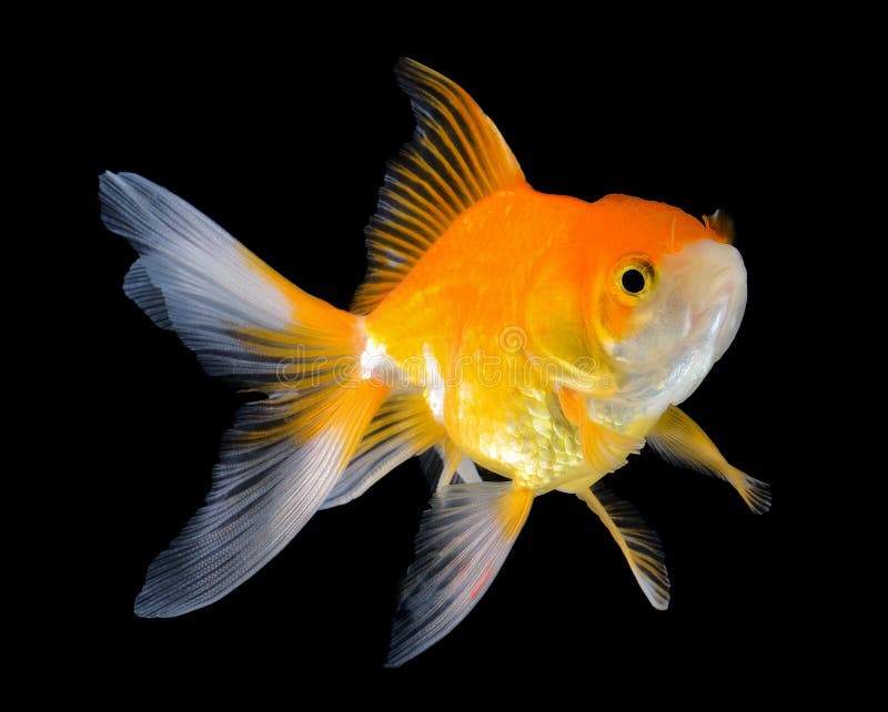 Gold Fish On Black Background Stock Photo Image of goldfish