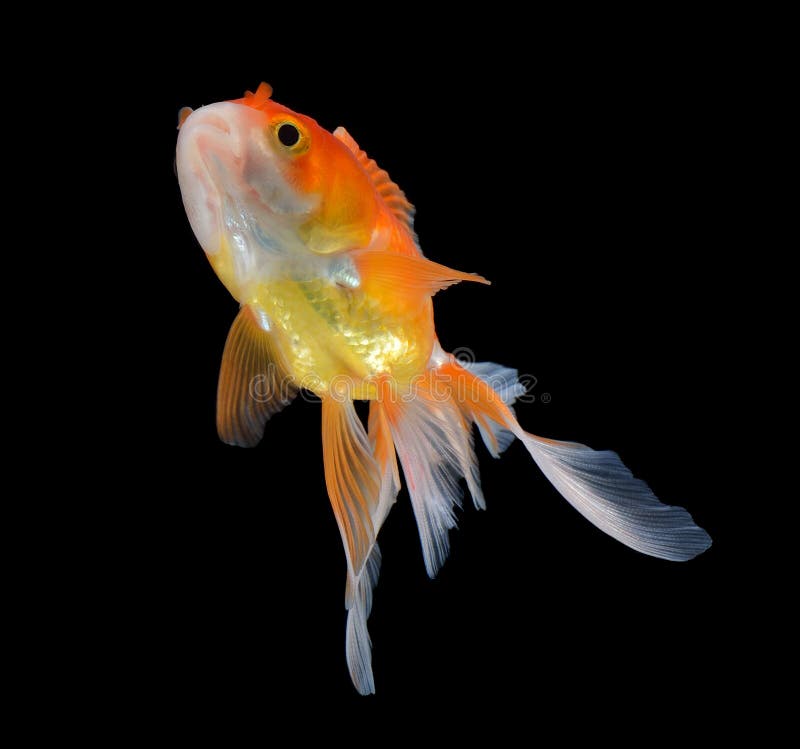 Gold Fish on Black Background Stock Photo - Image of water, black: 87275132