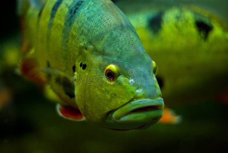 Gold fish with black eye. stock photo. Image of fish ...