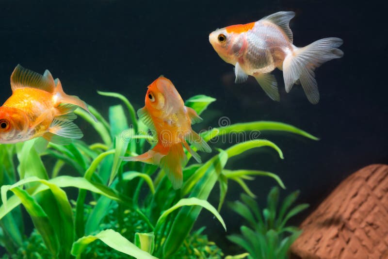 Gold fish or goldfish floating swimming underwater in fresh aquarium tank with green plant stock photo Gold fish or goldfish floating swimming underwater in fresh aquarium tank with green plant stock photo