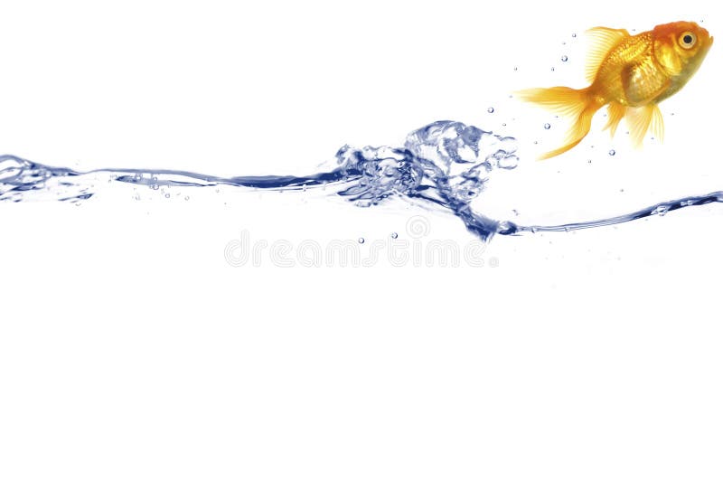 Gold fish jumping. Gold fish is jumping out of the water Gold fish jumping. Gold fish is jumping out of the water
