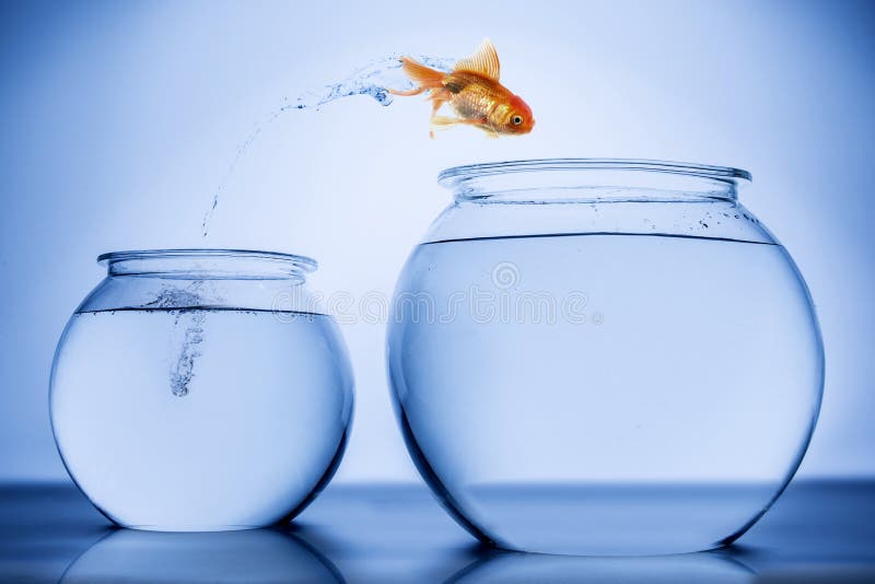 Gold Fish stock images