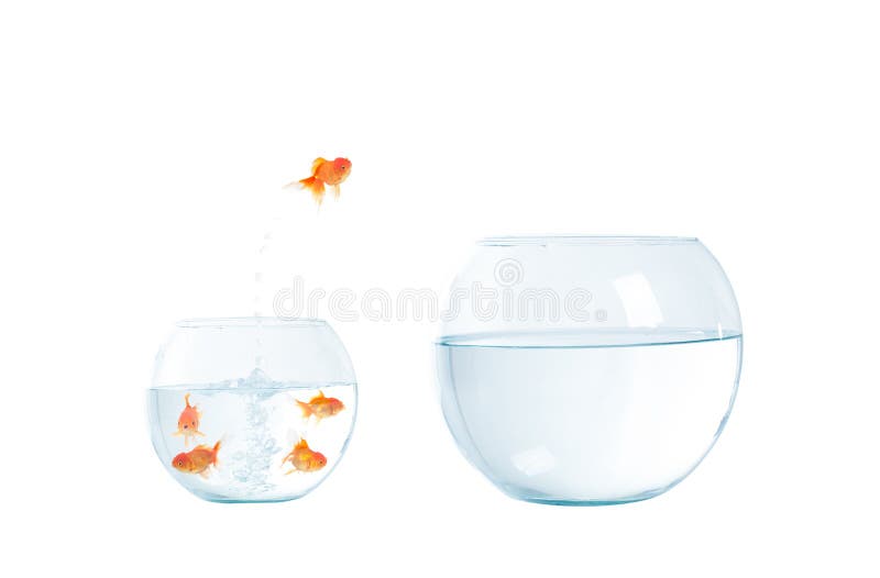 Gold fish jumping out of the aquarium. stock images