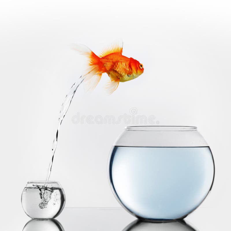 Gold fish jumping to big fishbowl royalty free stock photo