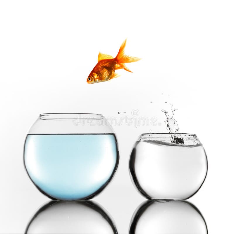 Gold fish jumping to bigger bowl stock images Gold fish jumping to bigger bowl stock images