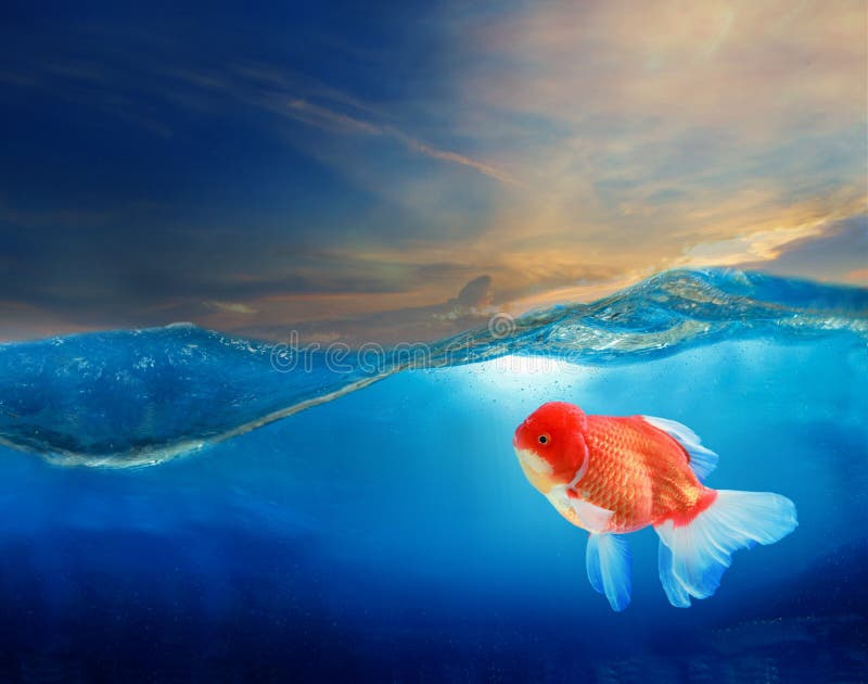 Gold fish under blue water with beautiful dramatic sky