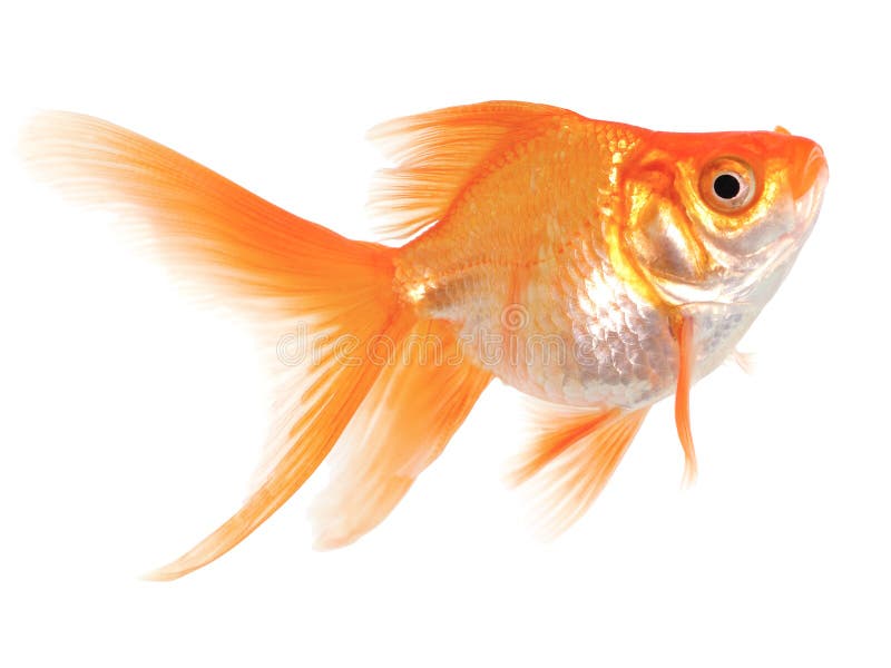 Gold Fish on White Background Stock Photo - Image of gold, simple: 25937234