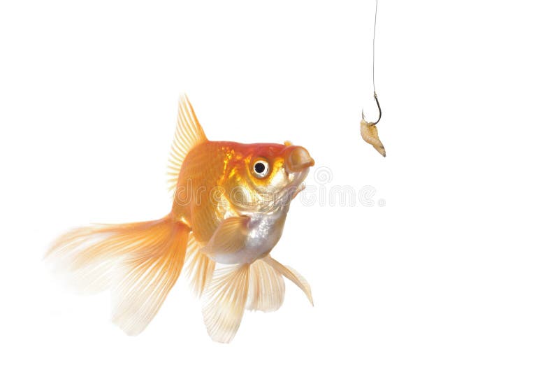 Gold fish and worm stock photo. Image of swim, concept 21858126