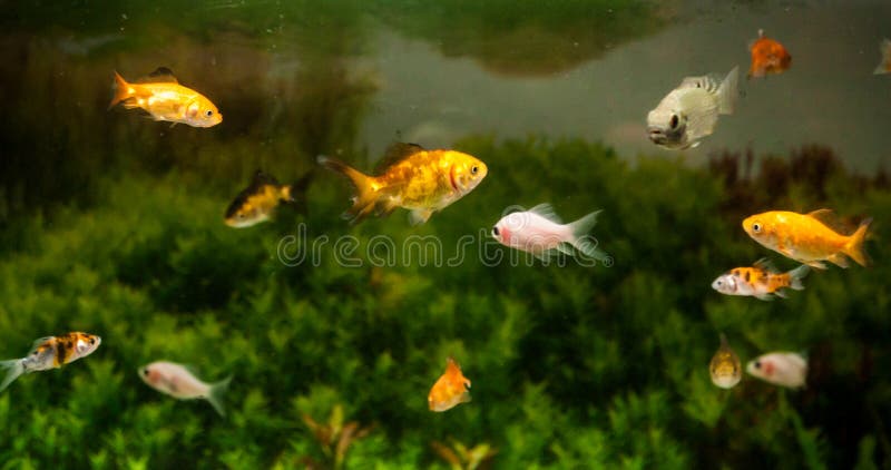 Gold fishes swimming in a fresh water aquarium. Gold fishes swimming in a fresh water aquarium tank. Ideal for pets background royalty free stock photo Gold fishes swimming in a fresh water aquarium. Gold fishes swimming in a fresh water aquarium tank. Ideal for pets background royalty free stock photo