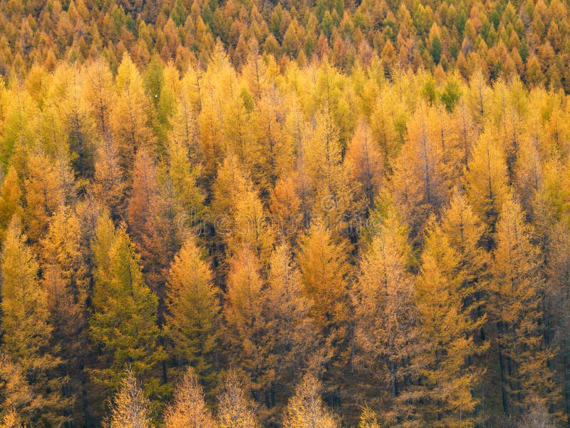Gold Forest in Autumn stock image. Image of travel, lake 16820847