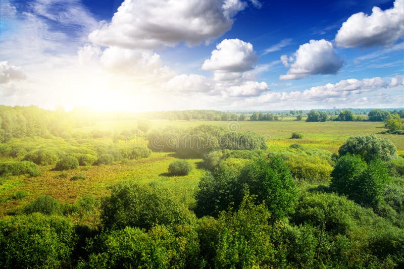 Gold forest in sunny day under blue sky.