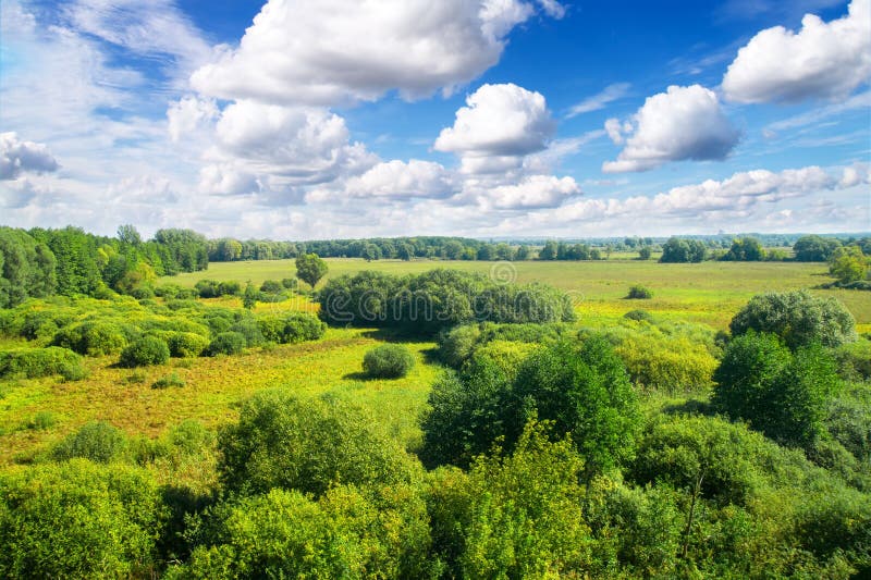 Gold forest in sunny day under blue sky.