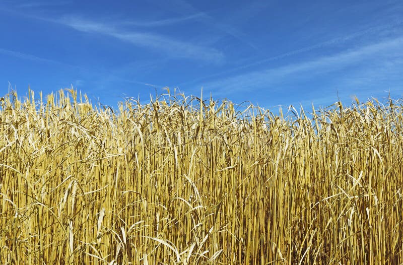 Gold gefärbt, trockenes Elefantgras, blauer Himmel lizenzfreies stockbild Gold gefärbt, trockenes Elefantgras, blauer Himmel lizenzfreies stockbild