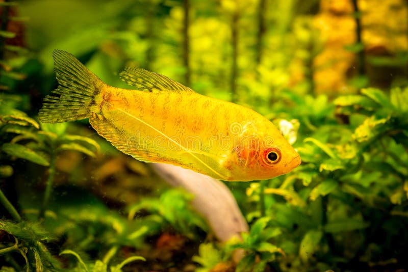 Gold Gourami Trichogaster trichopterus