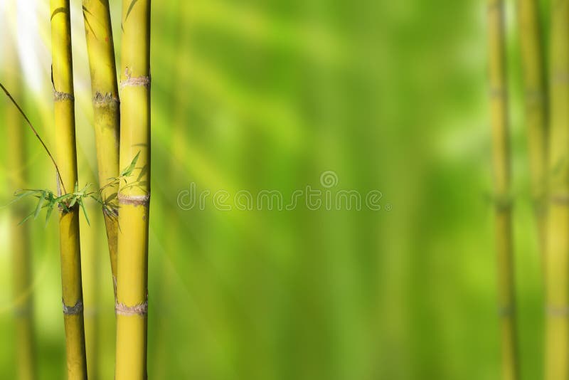 81,355 Green Stems Stock Photos - Free & Royalty-Free Stock Photos from  Dreamstime