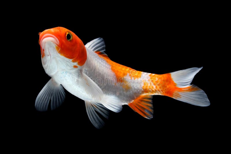 Gold Koi Fish Isolated on Black Background Stock Photo - Image of