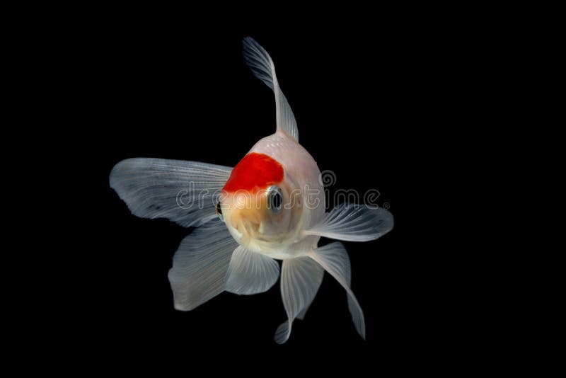 Gold Koi Fish Isolated On Black Background. Stock Image - Image of