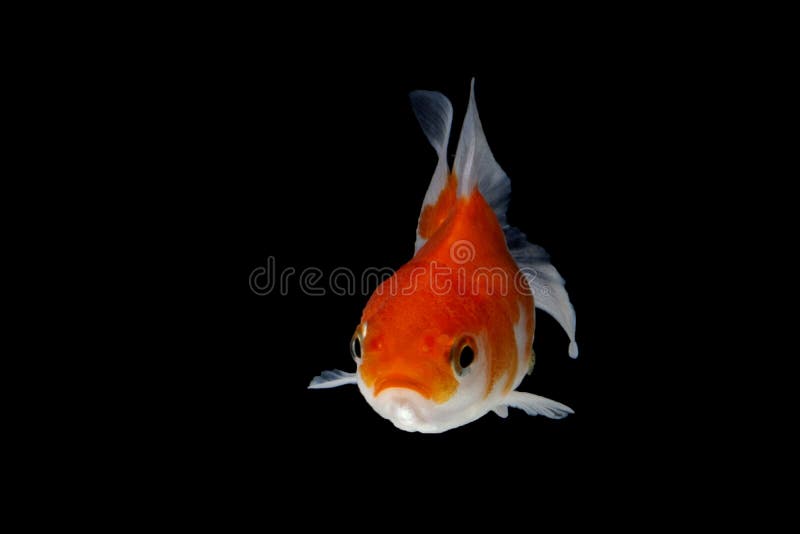 Gold Koi Fish Isolated on Black Background. Stock Photo - Image of