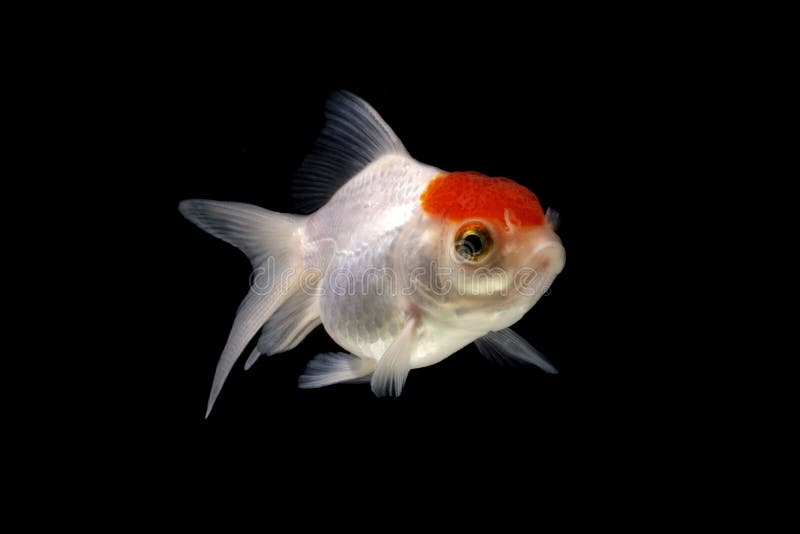 Gold Koi Fish Isolated on Black Background. Stock Image - Image of fish