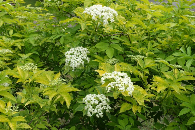 Gold Leaf European Elderberry with Buds and Flowers Stock Image Image