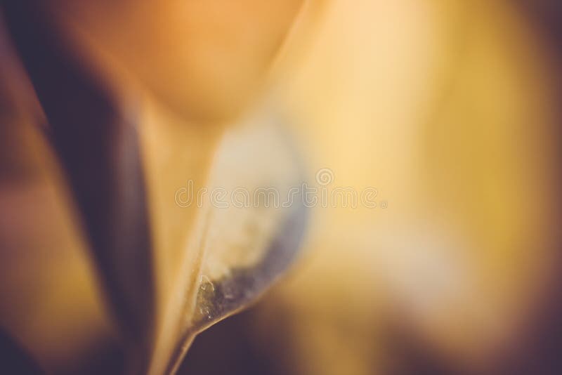 Gold leaf royalty free stock images Gold leaf royalty free stock images