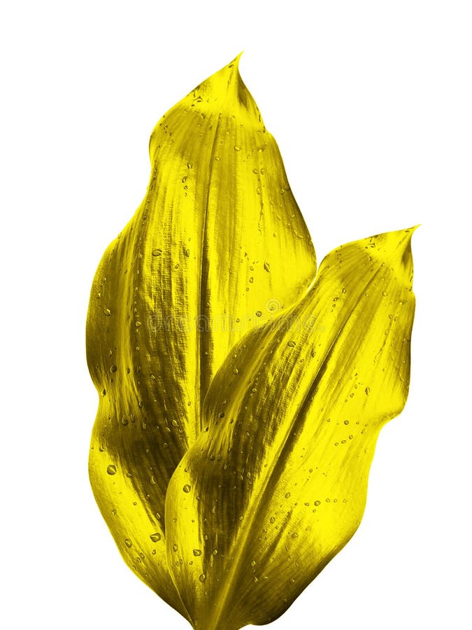 Gold leaves stock photo. Image of green, flower, light 10463812