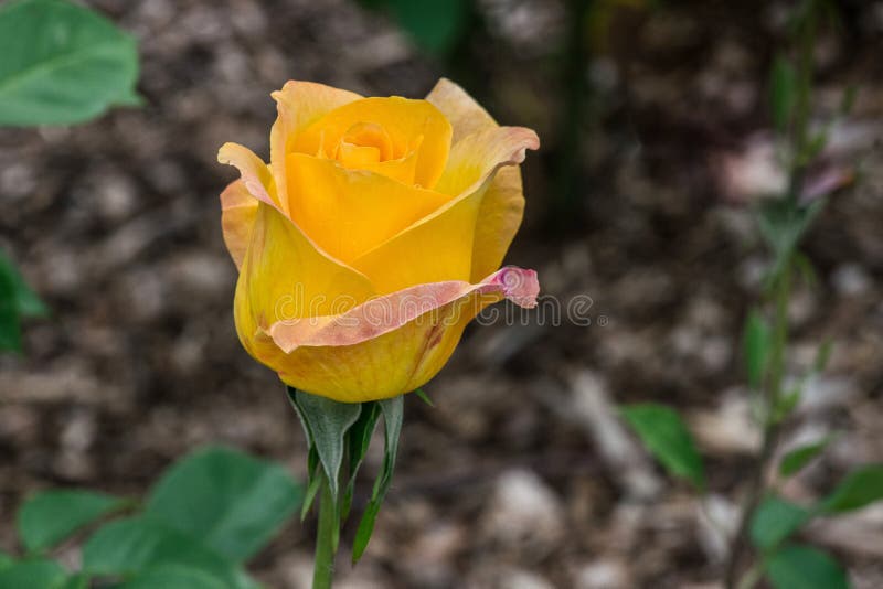 Gold Medal Rose Flower Bud Stock Photos Free & RoyaltyFree Stock