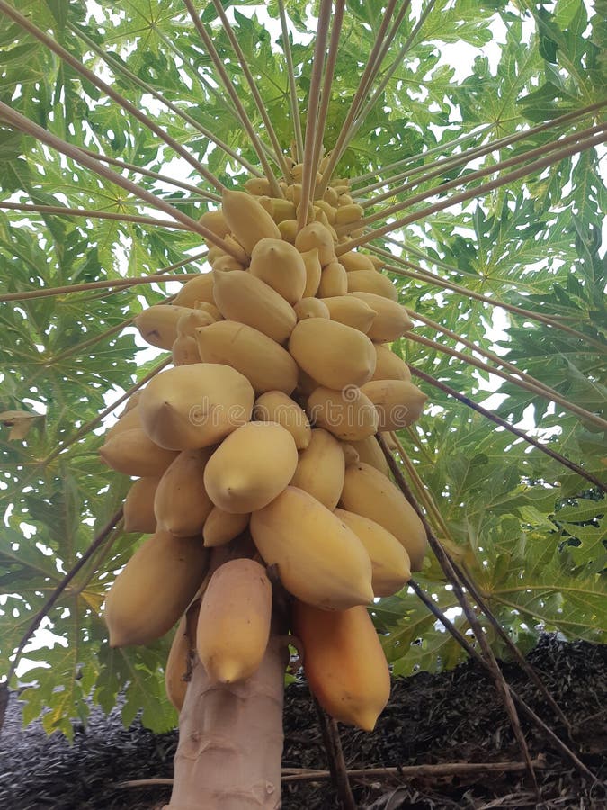 Gold Papaya stock photo. Image of pepaya, papaya, emas 264786438