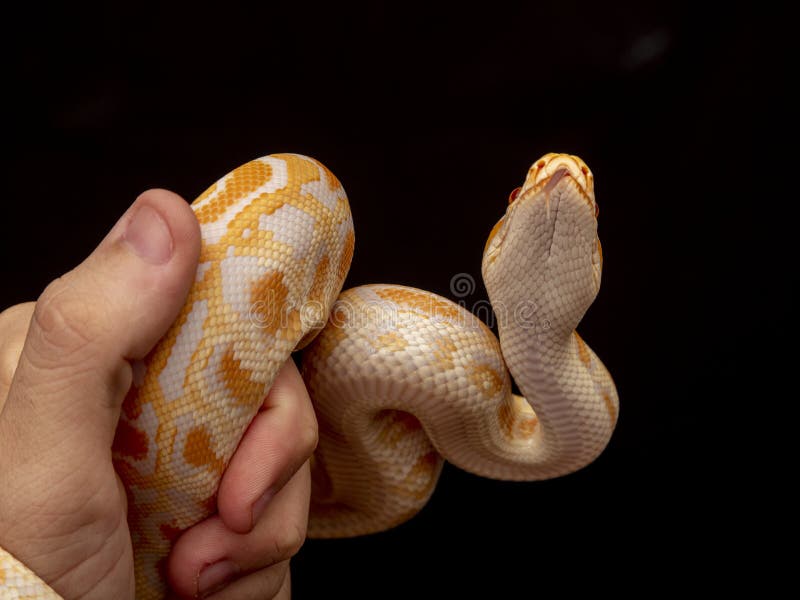 Gold python reticulated python python reticulatus gold python reticulated python python reticulatus