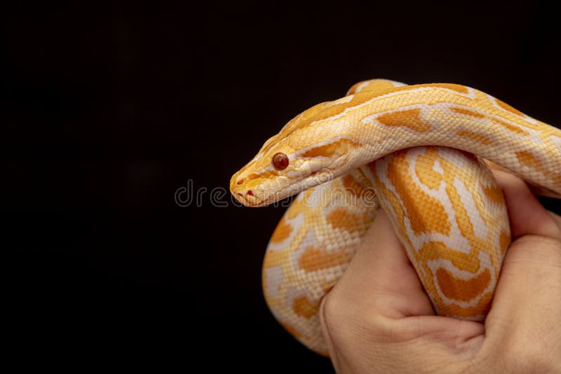 Gold python reticulated python python reticulatus gold python reticulated python python reticulatus