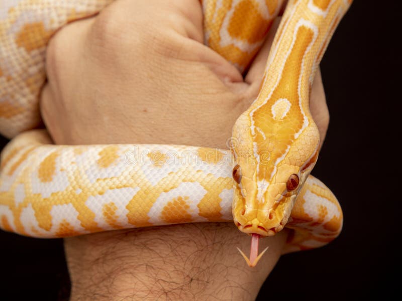 Gold python reticulated python python reticulatus gold python reticulated python python reticulatus
