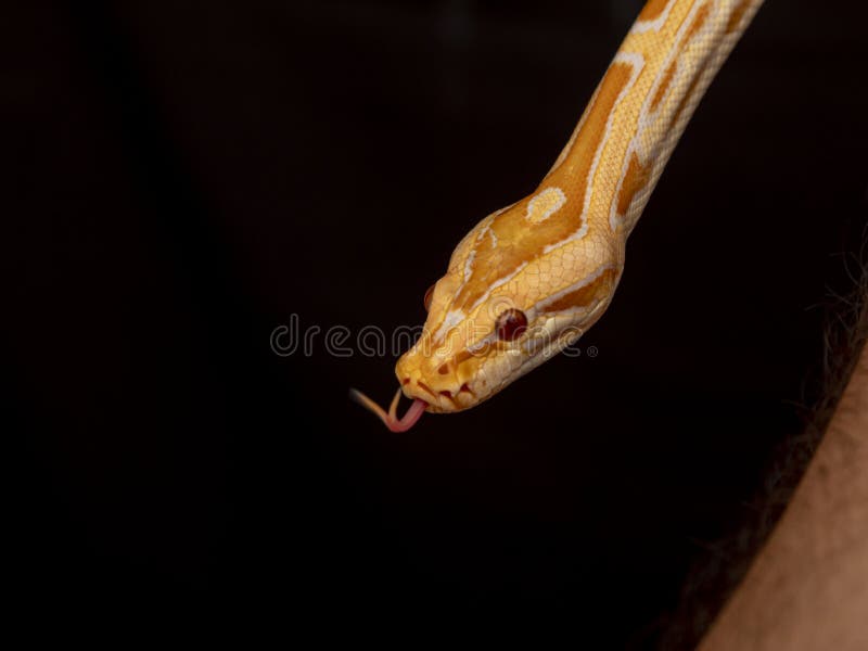 Gold python reticulated python python reticulatus gold python reticulated python python reticulatus
