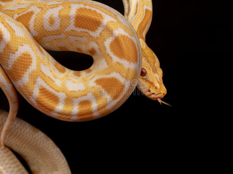 Gold python reticulated python python reticulatus gold python reticulated python python reticulatus