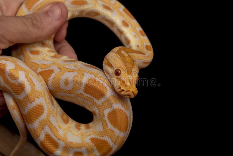 Gold python reticulated python python reticulatus gold python reticulated python python reticulatus