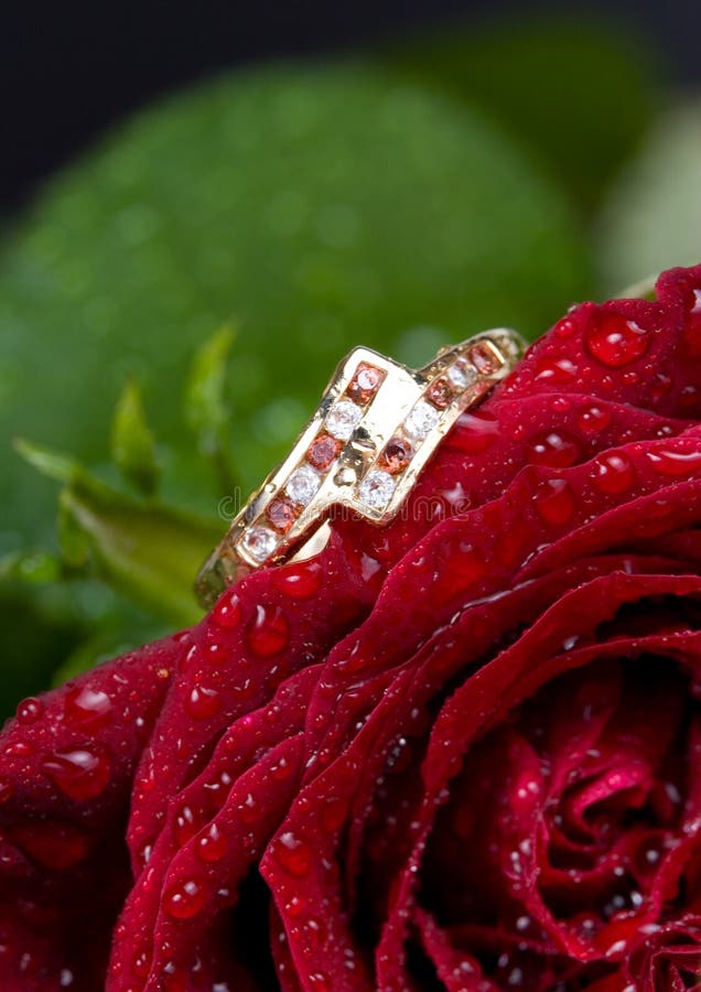 Gold ring and red rose. stock image. Image of water, silver 11777909