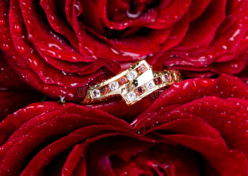 Gold ring and red rose. stock photo. Image of engagement 11777954