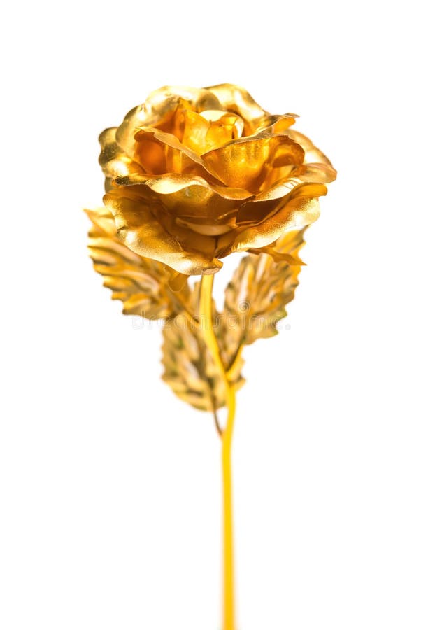 Gold Rose As a Prensent Close Up on White Stock Photo Image of beauty