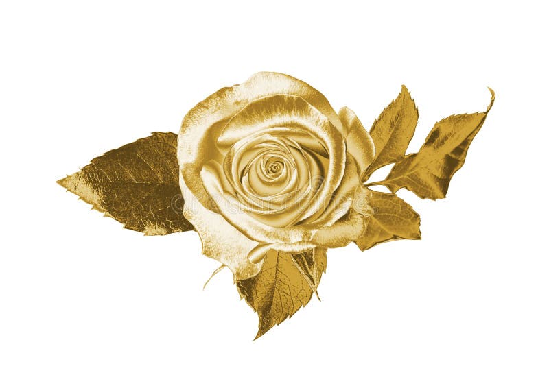 7,333 Gold Rose Bouquet White Background Flowers Background Stock ...