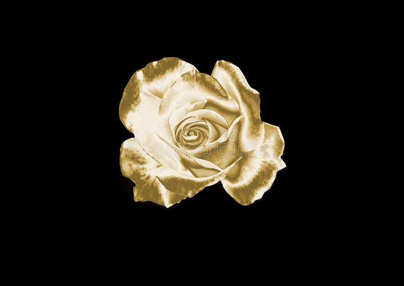 Gold rose stock photo. Image of rose, flowers, gold, roses 96026178