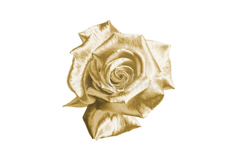 Gold rose stock image. Image of white, background, beautiful 96037725