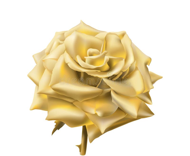 Hồng vàng - Khám phá vẻ đẹp tuyệt vời của những bông hồng đầy sắc màu với màu hồng vàng rực rỡ! Xem ngay để tận hưởng sự sang trọng và quý phái của loài hoa tuyệt đẹp này.