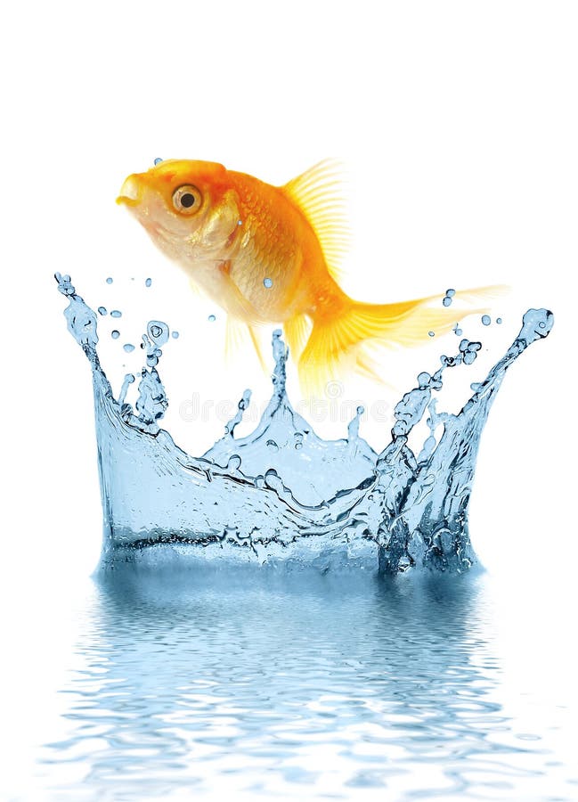 The gold small fish. Jumps out of water The gold small fish. Jumps out of water