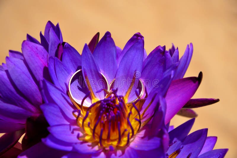 Gold wedding rings on Beautiful purple lotus flowers on the foto of sand. Close-up. A symbol of Buddha, a wedding stock images Gold wedding rings on Beautiful purple lotus flowers on the foto of sand. Close-up. A symbol of Buddha, a wedding stock images